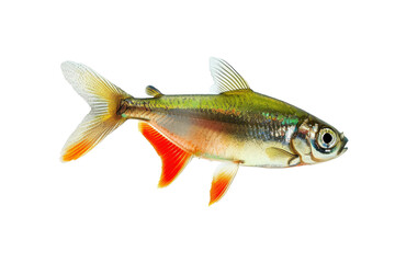 Close-up of a Neon Tetra Fish with a Black Background