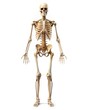 © Rolandas - an anatomical human skeleton standing at full size