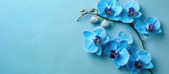 Poster - blue orchid Isolated on pastel background Isolated  Flower. with copy space image. Place for adding text or design