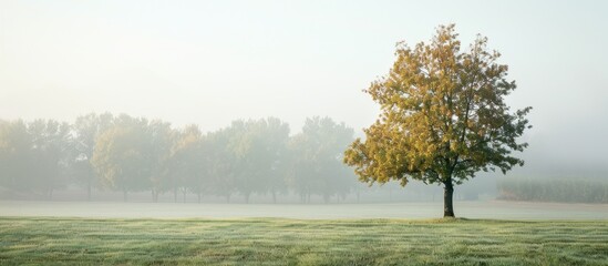 Fototapete - morning park tree. Copy space image. Place for adding text or design