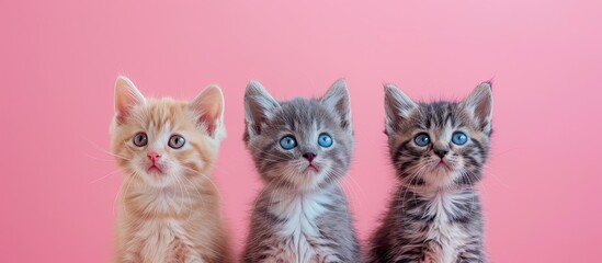 Poster - British kittens pastel background Isolated  Nature  Light. with copy space image. Place for adding text or design