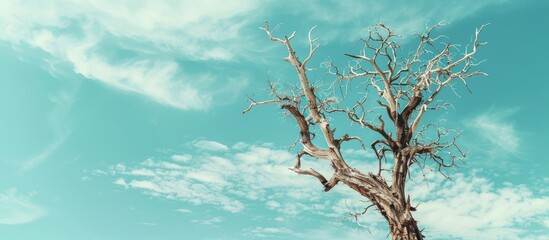 Aufkleber - Dead tree with blue sky pastel background  Sky  Summer. with copy space image. Place for adding text or design