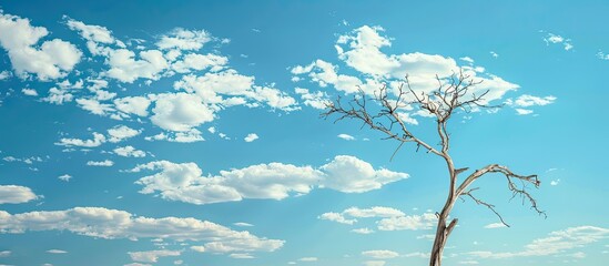 Aufkleber - Dead tree on blue sky and cloud background. pastel background. with copy space image. Place for adding text or design