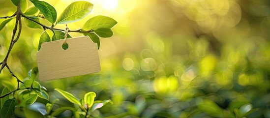 Poster - Green Eco Friendly Label. Copy space image. Place for adding text or design
