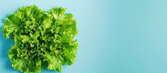 Aufkleber - fresh green cos lettuce Isolated on pastel background. with copy space image. Place for adding text or design