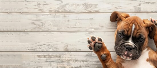 Poster - Boxer puppy paw pastel background  Isolated  Dog  Wood. with copy space image. Place for adding text or design