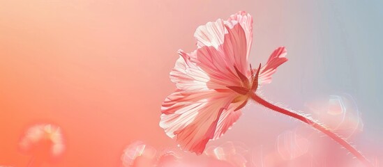 Fototapete - Cracker flower on pastel background  Abstract  Flower. with copy space image. Place for adding text or design