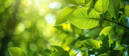 Poster - Nature concept with green leaves and the text Go Green. Copy space image. Place for adding text or design