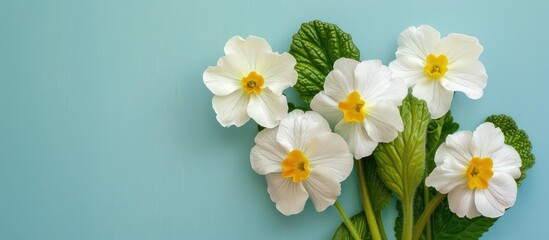 Aufkleber - white primroses on pastel background  Flower  Isolated. with copy space image. Place for adding text or design