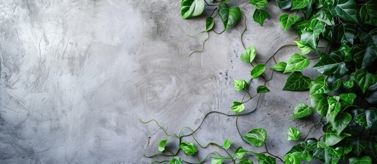 Aufkleber - Ficus pumila vines climbing on a concrete wall surface. Copy space.