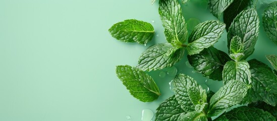 Fototapete - peppermint Isolated on pastel background.  Food  Summer. with copy space image. Place for adding text or design
