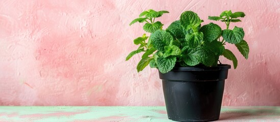 Aufkleber - Lemon balm in black pot on pastel background Plant  Lemon. with copy space image. Place for adding text or design