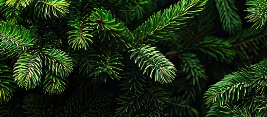 Aufkleber - Brightly green prickly branches of a fir-tree or pine. with copy space image. Place for adding text or design