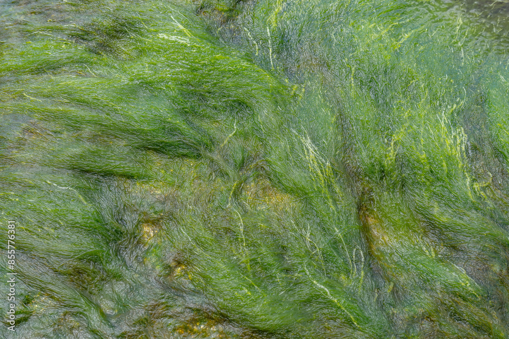 Friable Rok Division Chlorophyta, Green Seaweeds, Laniakea Beach,Oahu's North Shore ...