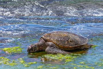 Wall Mural - Green sea turtle eating seaweed on the reef / beachrocks, Chelonia mydas, green turtle, black (sea) turtle or Pacific green turtle, Laniakea Beach，Oahu's North Shore, Honolulu, Hawaii
