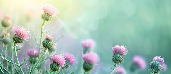 Poster - Thistle  Cirsium isolated green bagground in summer for wallpaper (tidsel) pastel background. with copy space image. Place for adding text or design