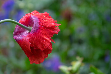 Poster - Gartenmohn (Papaver) im Regen