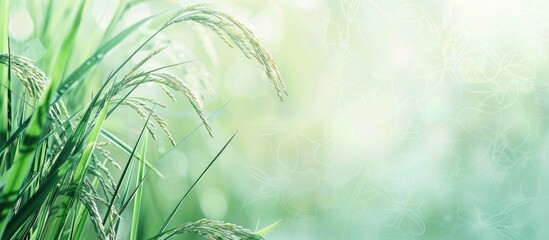Poster - Grass and rice plant Dye color. with copy space image. Place for adding text or design