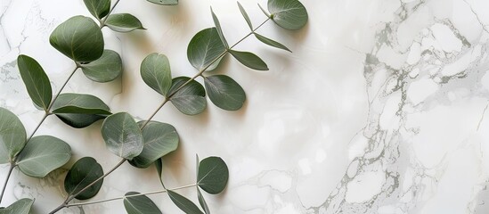 Aufkleber - A wooden board with a branch of Eucalyptus, on a marble background pastel background. with copy space image. Place for adding text or design