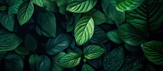 Wall Mural - closeup nature view of green leaf in garden, dark wallpaper concept, nature background, tropical leaf. with copy space image. Place for adding text or design