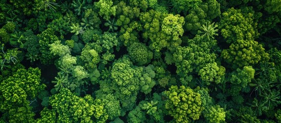 Aufkleber - aerial top down view of a green forest, drone view, natural green background. with copy space image. Place for adding text or design