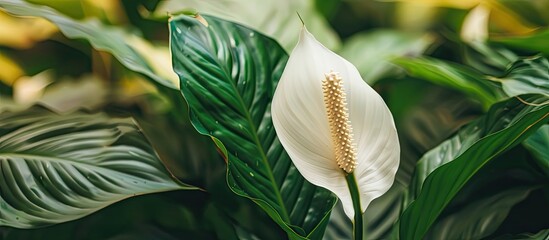 Poster - Houseplant - Spathiphyllum floribundum (Peace Lily). White Flower on the background of green leaves with selective focus. with copy space image. Place for adding text or design