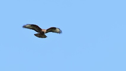 Wall Mural - Common buzzard buteo buteo flying in the sky. Close up. Slow motion.