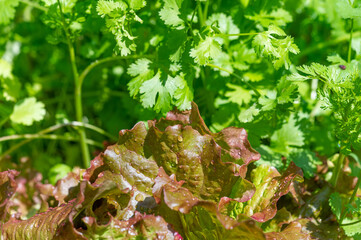 Use fresh plant-based ingredients for your dishes. Grow vegetables and herbs at home. Connect with nature through gardening and healthy eating. Create delicious salads using a variety of green leaves