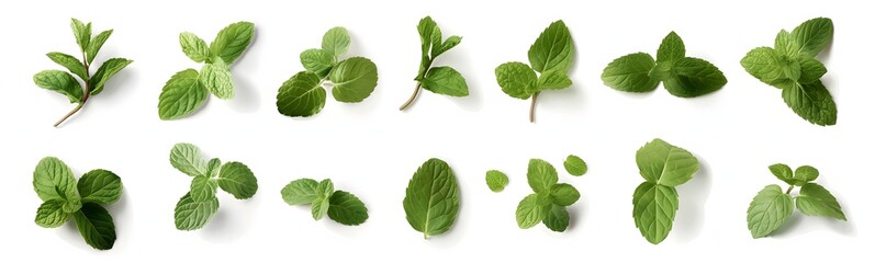 4. Produce a visually appealing collection of fresh mint leaves with natural transparent shadows, meticulously crafted and isolated on a transparent background. Prepare these design elements for