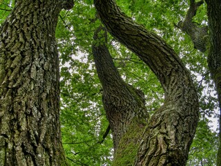 Sticker - Closeup of lush green branches of trees in a forest