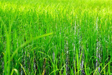 Green rice plants in the rice field, natural background