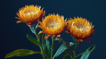 Wall Mural - xerochrysum bracteatum also called the golden everlasting or strawflower