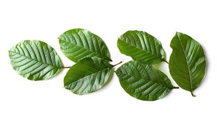 isolated fresh green guava leaves with a white background.