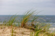 © jokuephotography - Marram grass (ammophila) blowing in the wind on a sunny beach day.