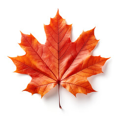 Sticker - Colorful autumn maple leaf cut out