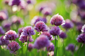 Canvas Print - Blooming plant Allium