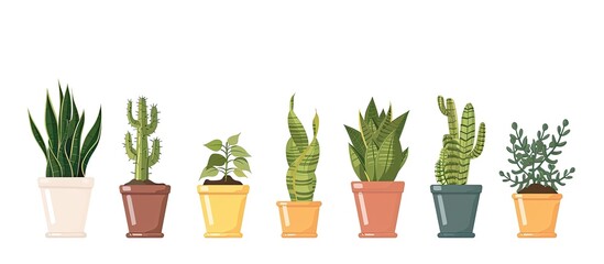 Wall Mural - Home snake Plants set, in pots. Cactus, snake plant, sansevieria isolated botanical design element. with copy space image. Place for adding text or design
