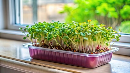 Wall Mural - A pot of vibrant microgreens growing on a home kitchen windowsill , healthy, vegan, home gardening