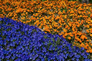 Vibrant garden bed with a mix of orange and blue flowers in full bloom