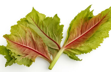 Rhubarb leaves, over white background