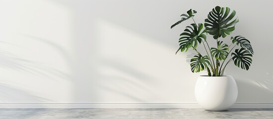 Canvas Print - Large Monstera palm leave in a white vase and room. Copy space image. Place for adding text or design