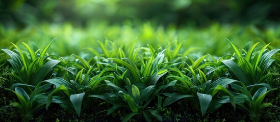 Poster - Green fresh grass in the garden. natural background