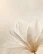 © Worrapol - A delicate white magnolia flower, with its petals gently opening and filling the entire frame. The background is a soft beige gradient that adds depth to the composition