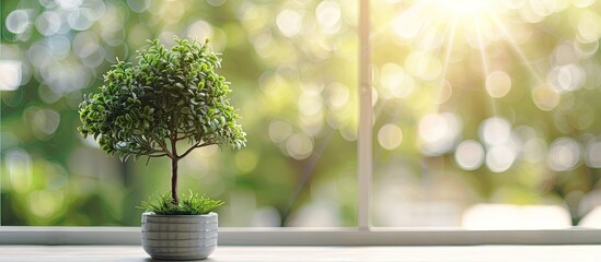 Poster - Small tree on the table  with bright window background. Copy space image. Place for adding text and design