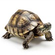 © thesweetsheep - Turtle on the Move: Adorable Slow-Paced Turtle Walking in Isolated White Space