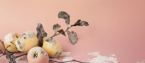 Canvas Print - Moldy quince with fungus Isolated on pastel background. Copy space image. Place for adding text and design