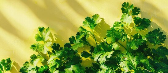 Sticker - Green coriander isolation on a pastel background. Cilantro. Copy space image. Place for adding text and design