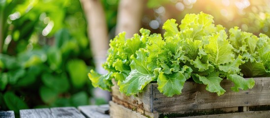 Sticker - Healthy home garden lettuce grown in a raised planter on an outdoor terrace. Copy space image. Place for adding text or design