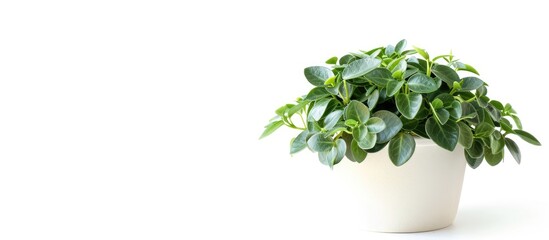 Poster - green peperomia plant (baby rubber plant, peperomia obtusifolia) on white pot isolated on white back