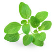 © nataliazakharova - Marjoram isolated. Oregano  leaves on white background. Fresh sweet marjoram herb close up.